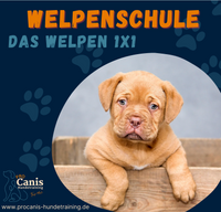 ProCanis Hundetraining - Hundeschule in Friedrichsthal Welpenschule