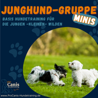 ProCanis Hundetraining - Hundeschule in Friedrichsthal JUNGHUNDE MINIS